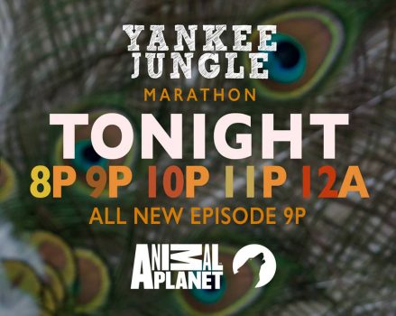 Yankee Jungle – Animal Planet (Reality Show)