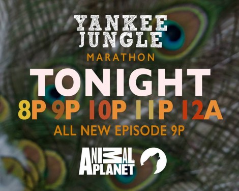 yankee jungle_TV ad